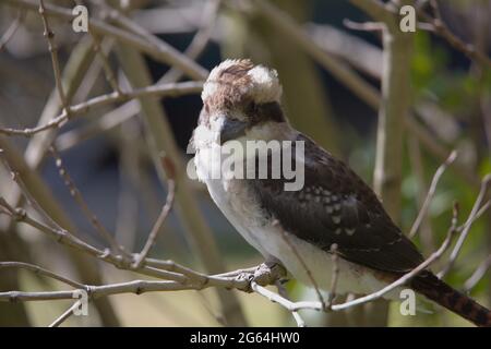 Primo piano ritratto di Kookaburra (Dacelo novaeguineae) seduto sul ramo Balingup, Australia occidentale. Foto Stock