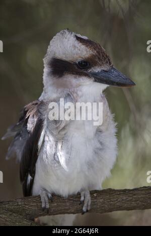 Ritratto estremo di Kookaburra (Dacelo novaeguineae) che guarda la macchina fotografica Perth, Australia occidentale. Foto Stock