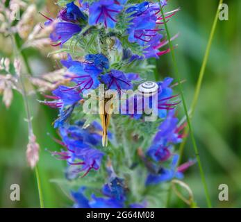 Una farfalla dello skipper essex (Thymelicus lineola) che si nuce ai fiori di una bella vipera-bugloss (Echium vulgare) Foto Stock