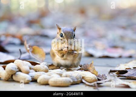 Uno scoiattolo che si siede all'aperto ripieno il viso di arachidi. Foto Stock