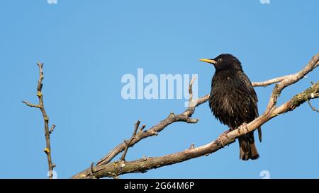 bird, europa, italia, liguria, italia, schnabel, selvatico, piume, finch, specht, uccello, natur, selvatico lebene tiere, tier, ast, selvatico, baum, schnabel Foto Stock