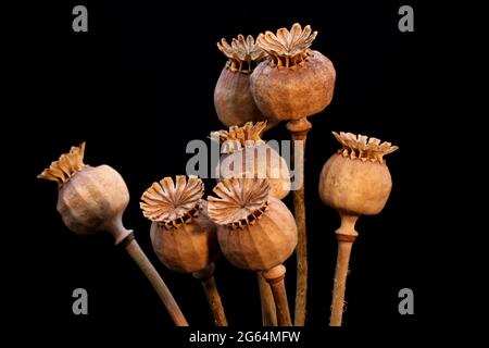 Un'immagine delle teste di seme di papavero asciugate Foto Stock