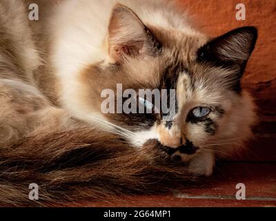 Agouti colore pelliccia gatto Foto Stock