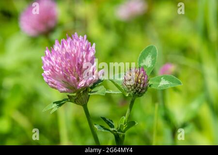 Macro shot di un fiore su un trifoglio rosso (trifolium pratense) pianta Foto Stock