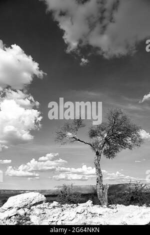 Un albero nel mezzo del deserto. Il deserto di Kalahari è una grande savana di sabbia semi-arida nell'Africa del Sud che si estende per 900,000 chilometri quadrati, coprendo gran parte del Botswana, e parti della Namibia e del Sudafrica. Foto Stock