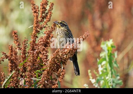 Giovane femmina Blackbird alato rosso (Agelaius phoeniceus) appollaiato su Curly Dock (Rumex crrispus) pianta Foto Stock