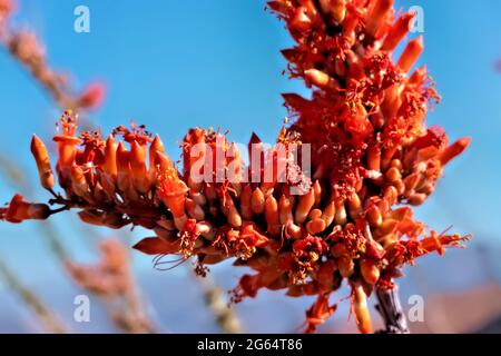 Fiori di cactus di ocotillo (Fouquieria splendens) lungo l'Arizona Trail, Arizona, U.S.A Foto Stock