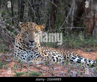 Leopardo; leopardo; sole sul viso leopardo; sole sul leopardo; leopardo al sole; leopardo al sole; spot leopardo; motivo spot leopardo Foto Stock