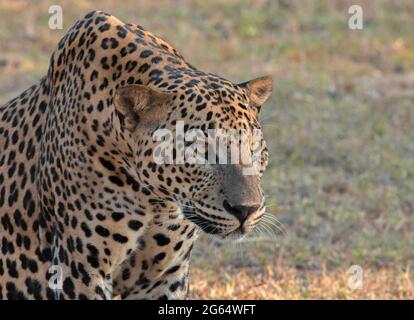 Leopardo; leopardo; sole sul viso leopardo; sole sul leopardo; leopardo al sole; leopardo al sole; spot leopardo; motivo spot leopardo Foto Stock