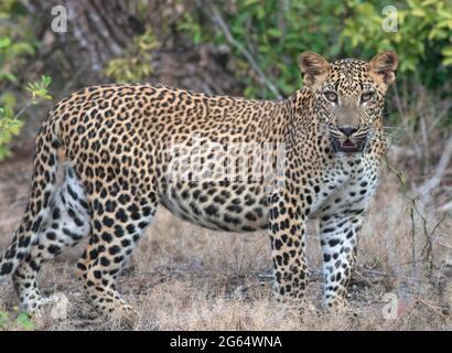 Leopardo; leopardo; sole sul viso leopardo; sole sul leopardo; leopardo al sole; leopardo al sole; spot leopardo; motivo spot leopardo Foto Stock