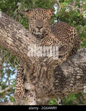 leopardo nell'albero; leopardo poggiato su un albero; leopardo sdraiato su un albero; leopardo su un ramo; leopardo fissante; primo piano di leopardo; maestoso selvaggio Foto Stock