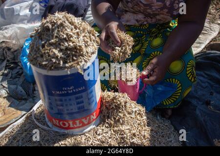 Tanganyika sardine (Lynothrissa miodon) conosciuta come kapenta o matemba in Zambia, Malawi, Zimbabwe e Mozambico Foto Stock