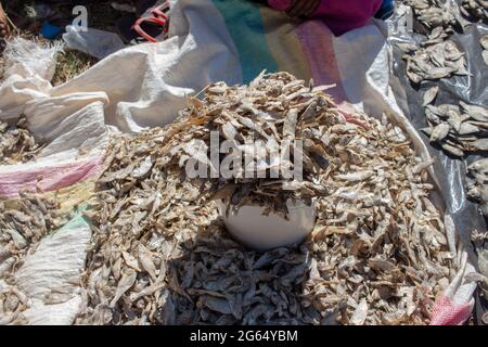 Tanganyika sardine (Lynothrissa miodon) conosciuta come kapenta o matemba in Zambia, Malawi, Zimbabwe e Mozambico Foto Stock