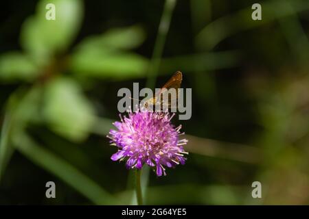 Farfalla dello skipper Hesperidae su fiore di knautia arvensis. Primo piano con sfondo sfocato. Foto Stock