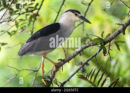 Nycticorax (Nycticorax nycticorax) - Wakodahatchee Wetlands, Delray Beach, Florida, USA Foto Stock