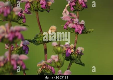 Phlomoides tuberosa, Tuberous Gerusalemme salvia. Fiori selvatici viola rosa su un prato verde estivo illuminato dalla luce della sera. Sfondo naturale rosa. Foto Stock