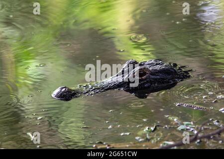 Alligatore americano (Alligator missisippiensis) - Wakodahatchee Wetlands, Delray Beach, Florida, Stati Uniti Foto Stock