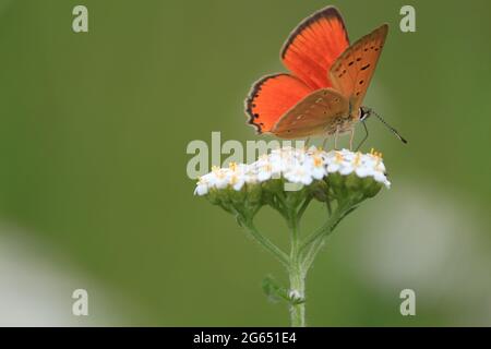 Lycaena virgaureae, scarso rame. Achillea millefolium, yarrow, yarrow comune. Una farfalla rossa luminosa con ali spalancate si trova sul fiore bianco della freccia. Foto Stock