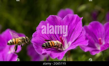 due api su un fiore di geranio viola - il fiore largo aperto come un gramofono. Seconda ape in volo verso il fiore Foto Stock