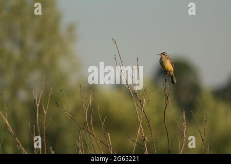 Coda di rondine gialla, coda di rondine gialla occidentale, coda di rondine blu, fava di Motacilla. Il wagtail giallo si siede su un cespuglio asciutto di una pianta in mezzo al prato verde. Foto Stock