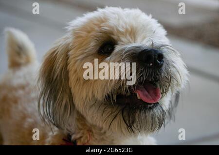 Incontra Daisy, un cucciolo di Wheaten Terrier dagli occhi luminosi e divertente, che salta spesso per la gioia quando viene rilasciato nel cortile. Foto Stock