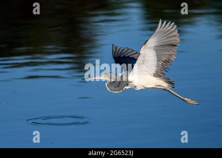 Airone tricolore (Egretta tricolore) in volo - Wakodahatchee Wetlands, Delray Beach, Florida, USA Foto Stock