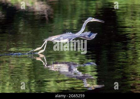 Airone tricolore (Egretta tricolore) in volo - Wakodahatchee Wetlands, Delray Beach, Florida, USA Foto Stock