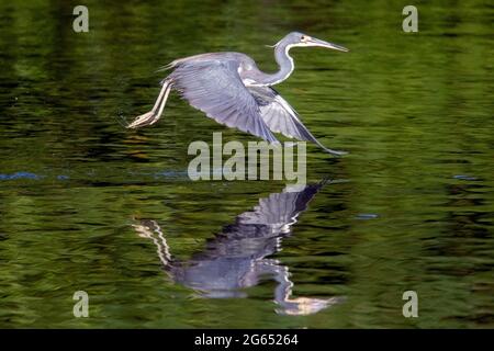 Airone tricolore (Egretta tricolore) in volo - Wakodahatchee Wetlands, Delray Beach, Florida, USA Foto Stock