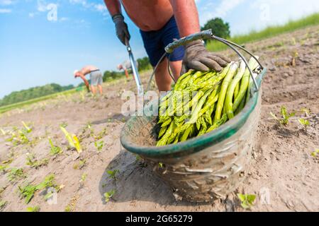 Un lavoratore mette asparagi appena tagliati in un cestino Foto Stock