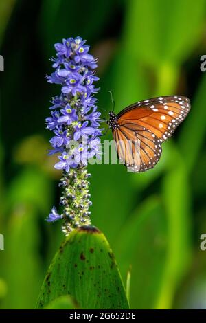 Soldier Butterfly (Danaus eresimus) su Pickerelweed Flower - Green Cay Wetlands, Boynton Beach, Florida, USA Foto Stock