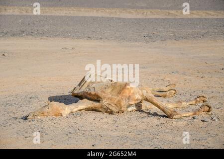 Cammello morto nel deserto egiziano Foto Stock