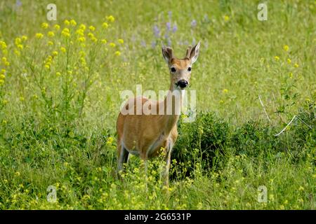 Scambiando le sguardi con un mulo o un cervo dalla coda bianca da lontano, l'animale ha gli occhi belli e soulful. Foto Stock