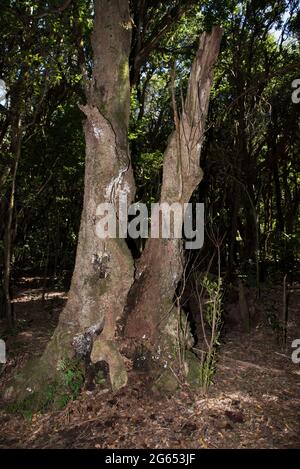 Una foresta subtropicale di alloro copre le altezze di la Gomera delle isole Canarie nel parco nazionale Garajonay. Foto Stock