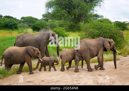 Mandria di elefanti bush africani Foto Stock
