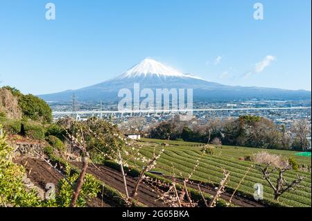 Monte Fuji con piantagione di neve e tè verde a Yamamoto, città di Fujinomiya, Prefettura di Shizuoka, Giappone. Fiore sakura albero. Foto Stock