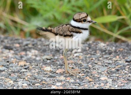 Baby killcery uccello o Charadrius vociferus così giovane che l'ala è piccolo tronco in piedi sulla strada accanto a piante verdi Foto Stock