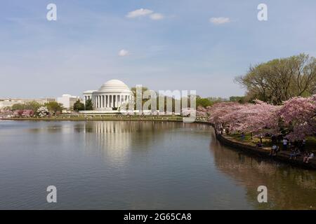 Fiori di Ciliegio e il Jefferson Memorial linea il bacino di marea. Foto Stock