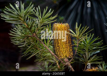 Banksia spinulosa fioritura nel Gibilterra Range National Park, NSW, Australia Foto Stock