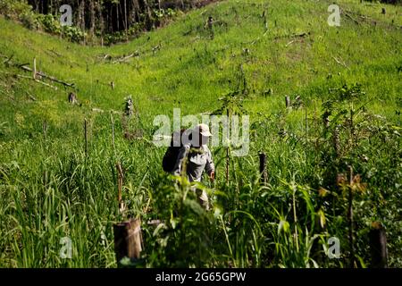 Una donna contadina della comunità IBAN che lavora in una fattoria agricola vicino al villaggio di Sungai Utik a Kapuas Hulu, Kalimantan occidentale, Indonesia. Foto Stock