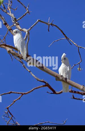 Stormi di uccelli Corella in Monto North Burnett Region Queensland Australia Foto Stock