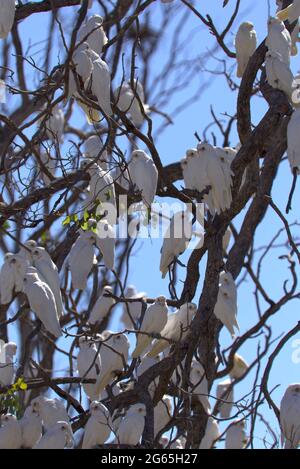 Stormi di uccelli Corella in Monto North Burnett Region Queensland Australia Foto Stock