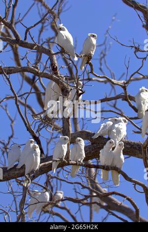 Stormi di uccelli Corella in Monto North Burnett Region Queensland Australia Foto Stock