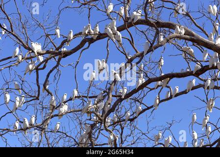 Stormi di uccelli Corella in Monto North Burnett Region Queensland Australia Foto Stock