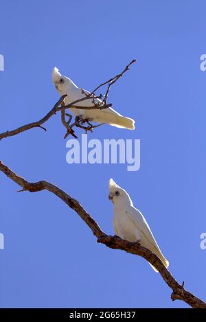 Stormi di uccelli Corella in Monto North Burnett Region Queensland Australia Foto Stock