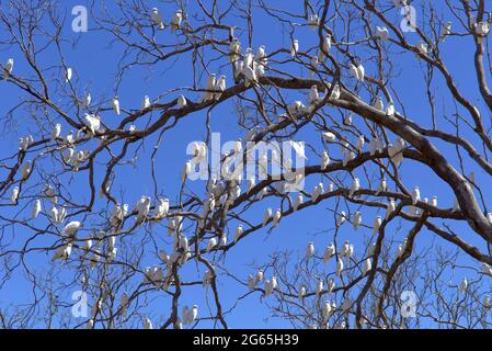 Stormi di uccelli Corella in Monto North Burnett Region Queensland Australia Foto Stock