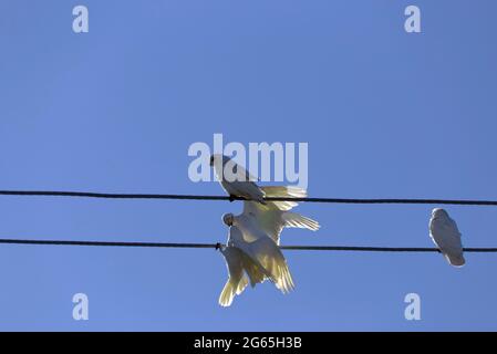 Stormi di uccelli Corella in Monto North Burnett Region Queensland Australia Foto Stock