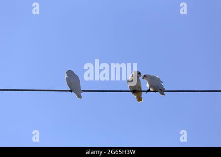 Stormi di uccelli Corella in Monto North Burnett Region Queensland Australia Foto Stock