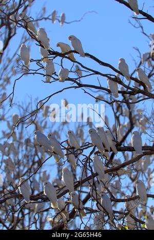 Stormi di uccelli Corella in Monto North Burnett Region Queensland Australia Foto Stock