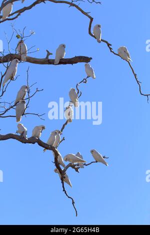 Stormi di uccelli Corella in Monto North Burnett Region Queensland Australia Foto Stock