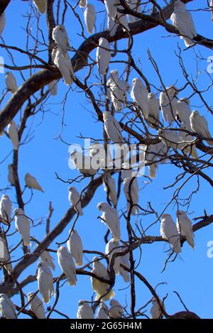 Stormi di uccelli Corella in Monto North Burnett Region Queensland Australia Foto Stock